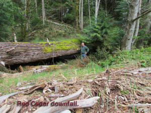 Red Cedar downfall